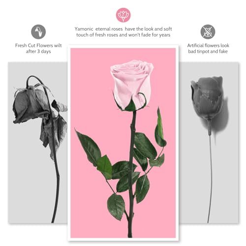 Comprar ahora Rosa Regalos Rosa Preservada Tallo Cumpleaños Flores Regalo Valentín la Flores Regalo Navidad